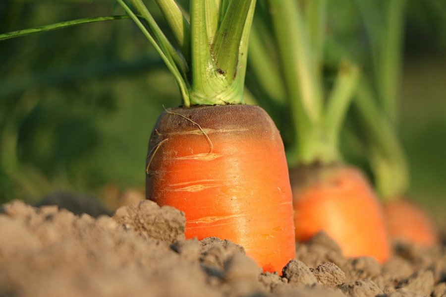 Caption: carrot growth. Credit: Pixabay