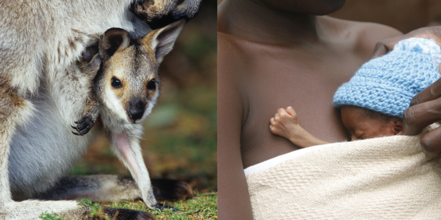 Just like a baby kangaroo sits in his mother’s pouch, kangaroo mother care involves skin-to-skin contact