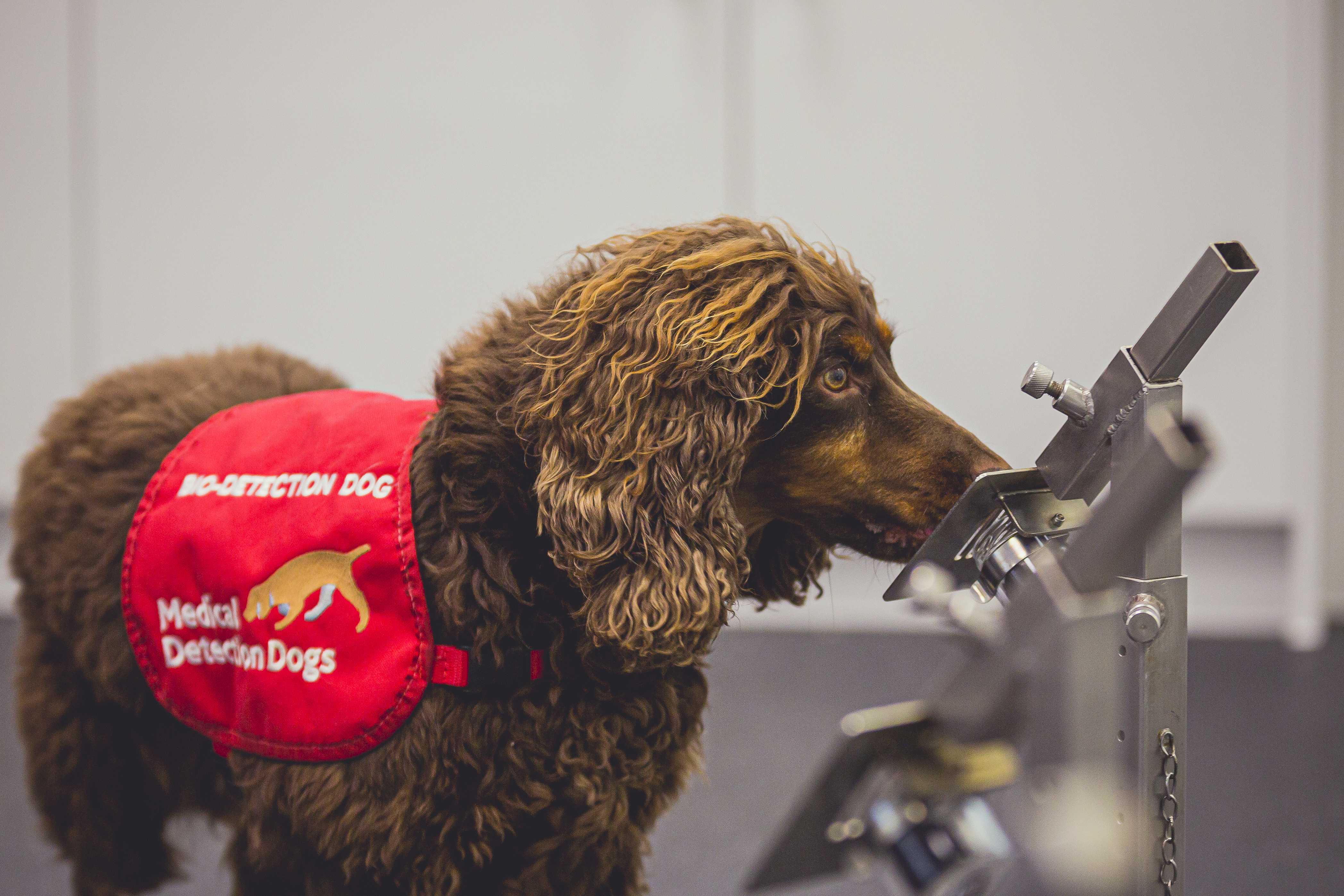 Asher, one of the bio detection dogs in the COVID-19 detection dog trial. Credit: Neil Pollock/MDD