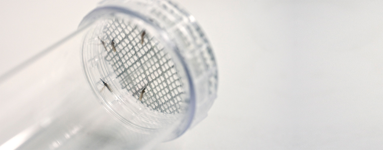 Mosquitoes in WHO tube. Credit: LSHTM