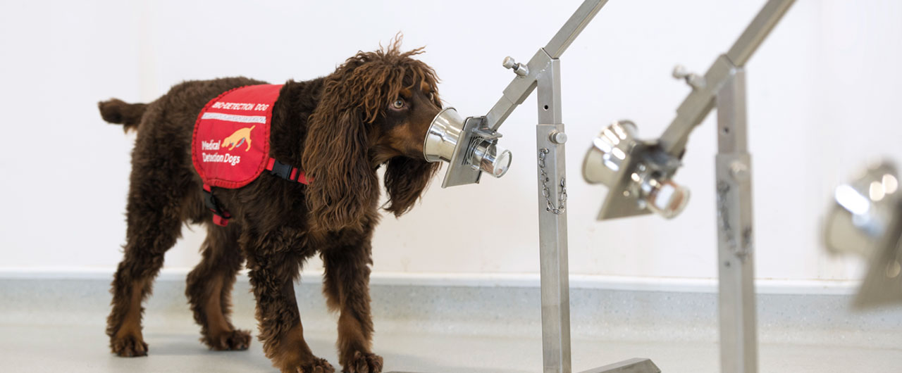A bio-detection dog takes part in training. Credit: MDD/BexArts/Nigel Harper