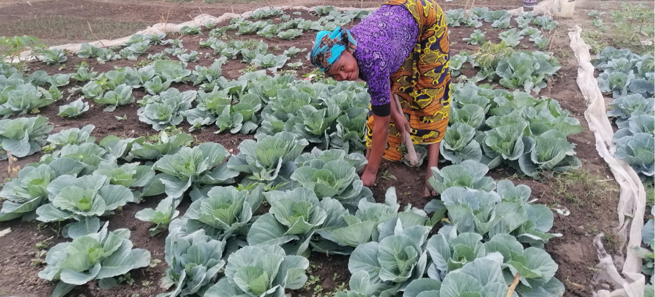 Woman ploughing her vegetable garden. The fruit and vegetable plots are part of the Bakau Women’s Garden Project, The Gambia