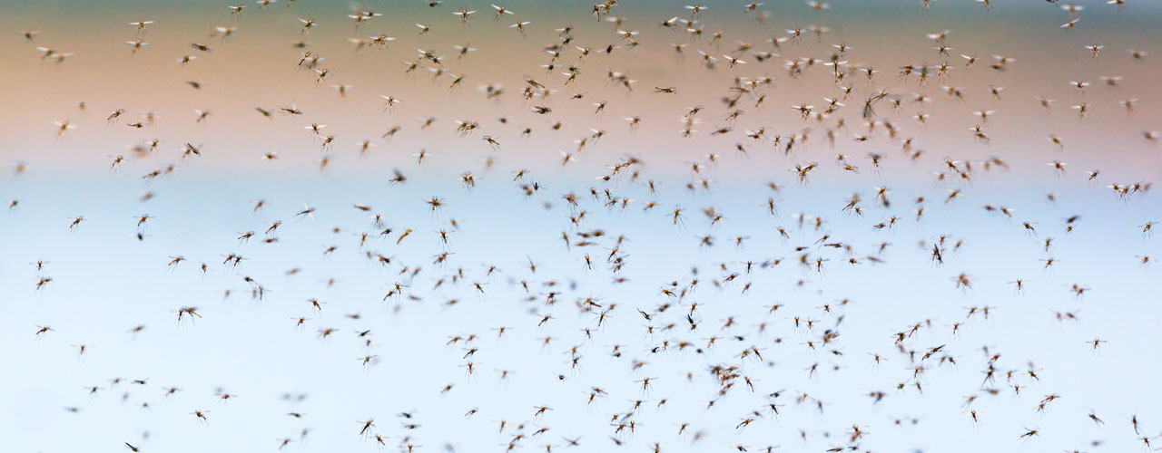 Mosquito swarm – credit: Shuttershock © Hans Verburg