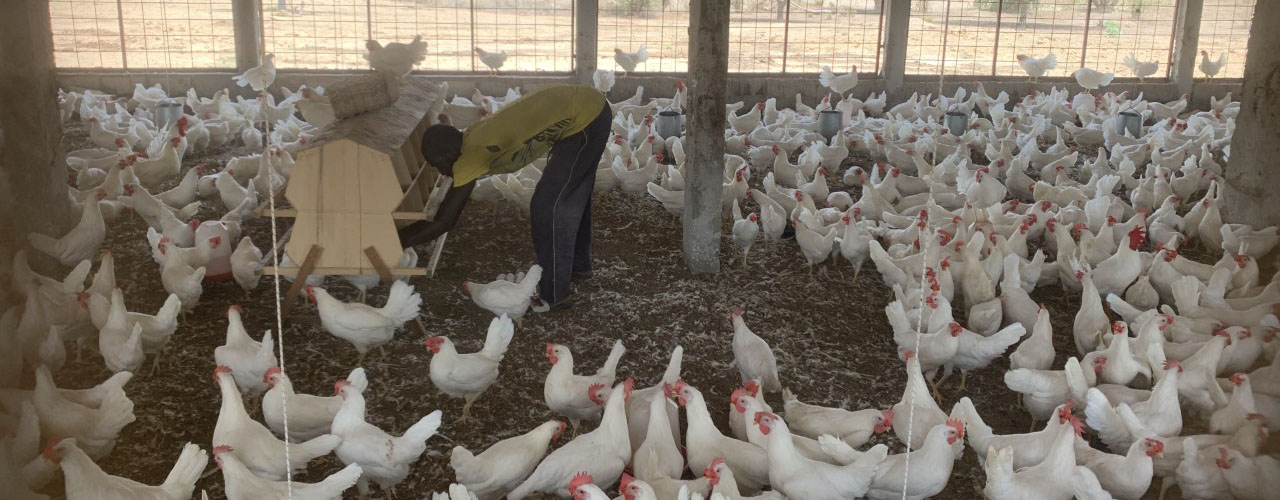 A farmer stands in an indoor chicken coop, surrounded by chickens and reaching into a wooden hatchery