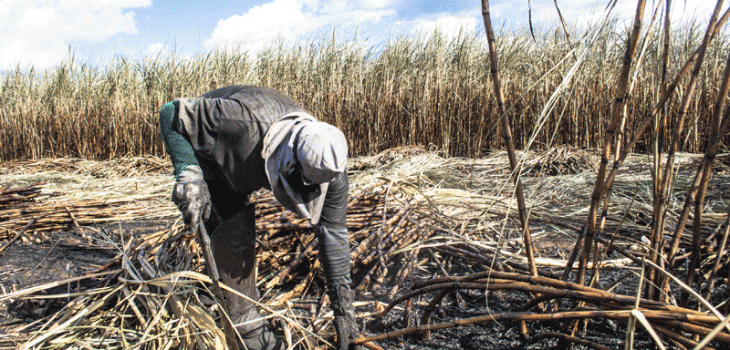 A man working in a sugar cane field during the harvest. Credit: iStock/alffoto