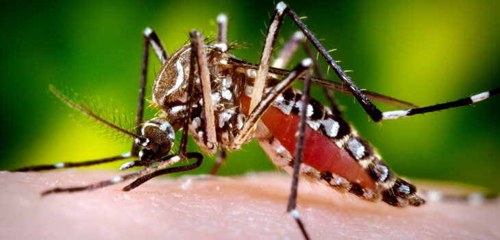 Aedes aegypti mosquito