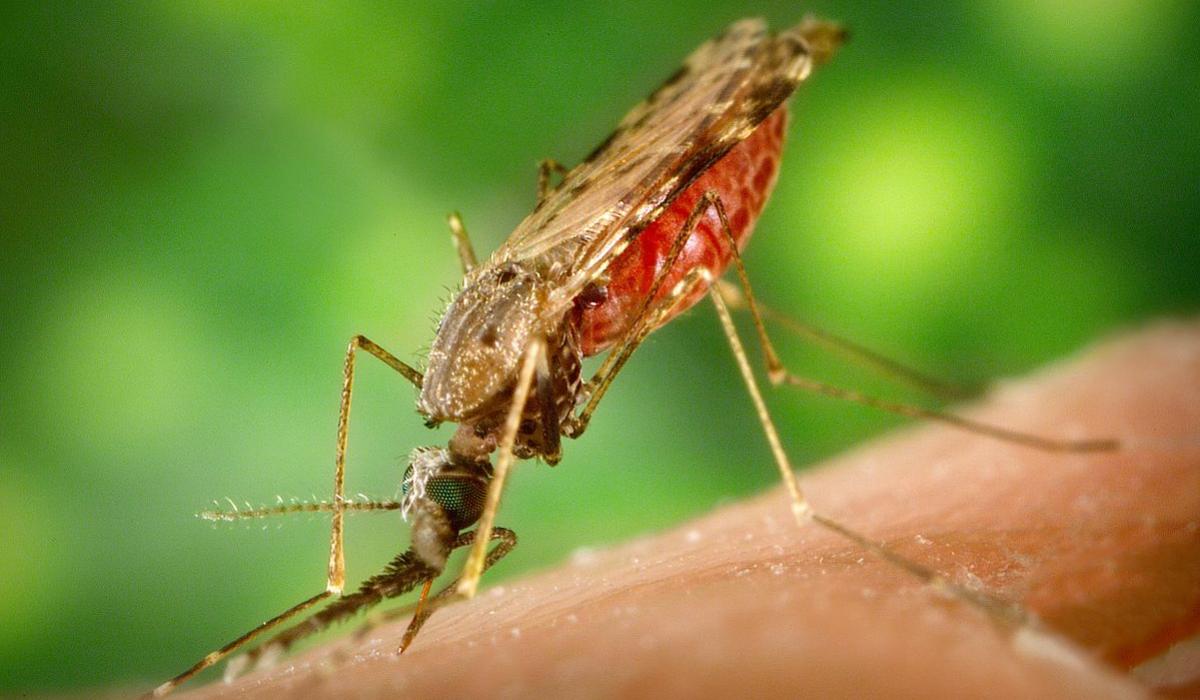 Anopheles albimanus, one of the main vectors of malaria in Central America, northern South America and the Caribbean.