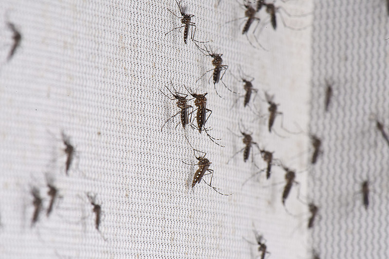 Aedes aegypti mosquitoes, which can transmit dengue. Credit: Christian Sinibaldi