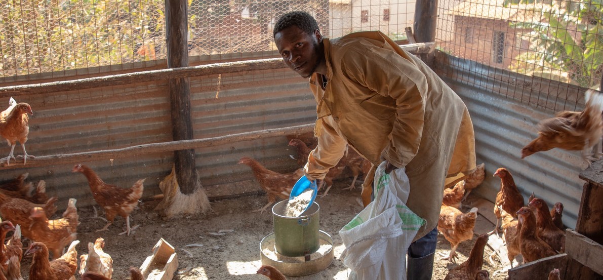 Man feeds chickens on farm in Uganda