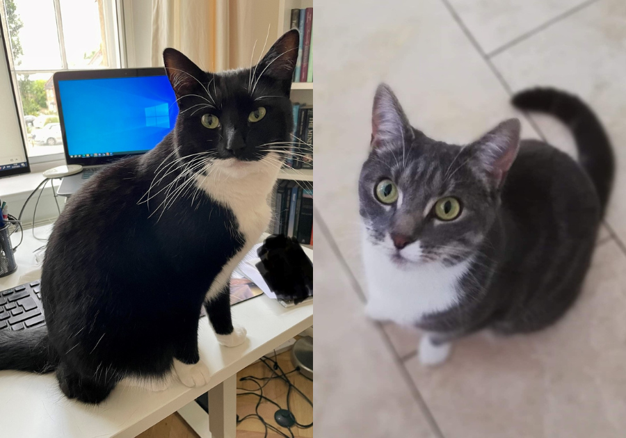 Rebecca's cats: Kevin (L) and Gatsby (R)