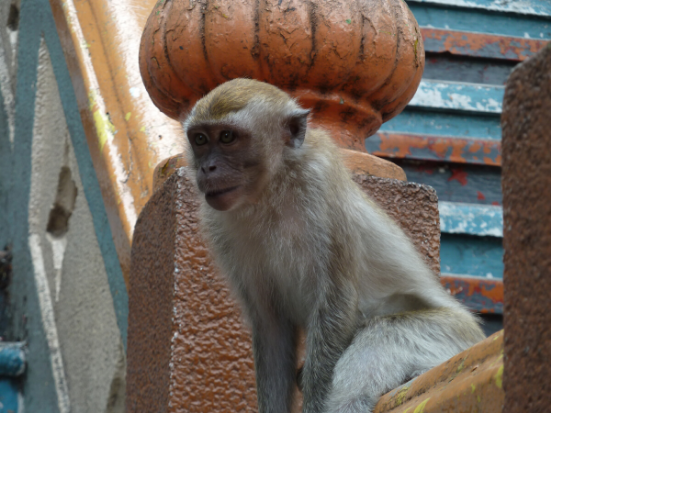 A Long Tailed Macaque, the natural host for P. knowlesi in Malaysia.
