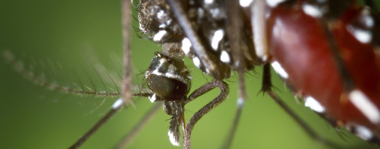 Aedes-albopictus: Dengue vector
