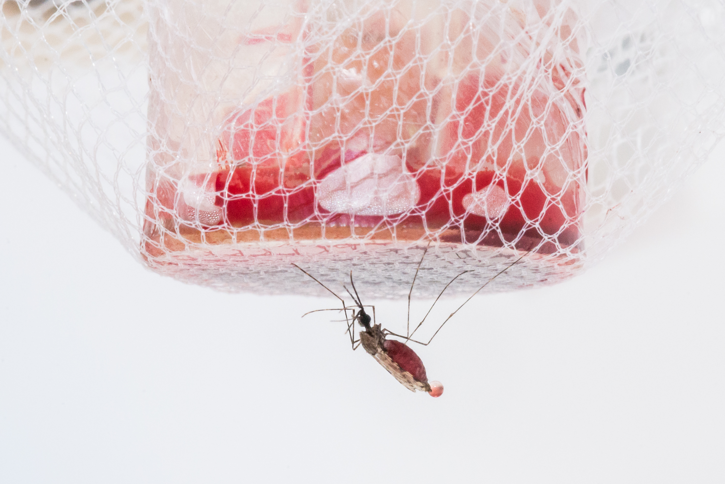 An Anopheles mosquito ingests blood from a malaria-infected study participant. Credit: Fabien Beilhe, Radboudumc