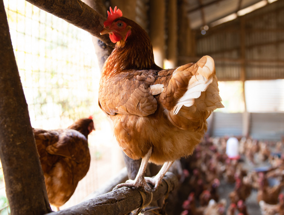 Chicken inside chicken coop, Uganda