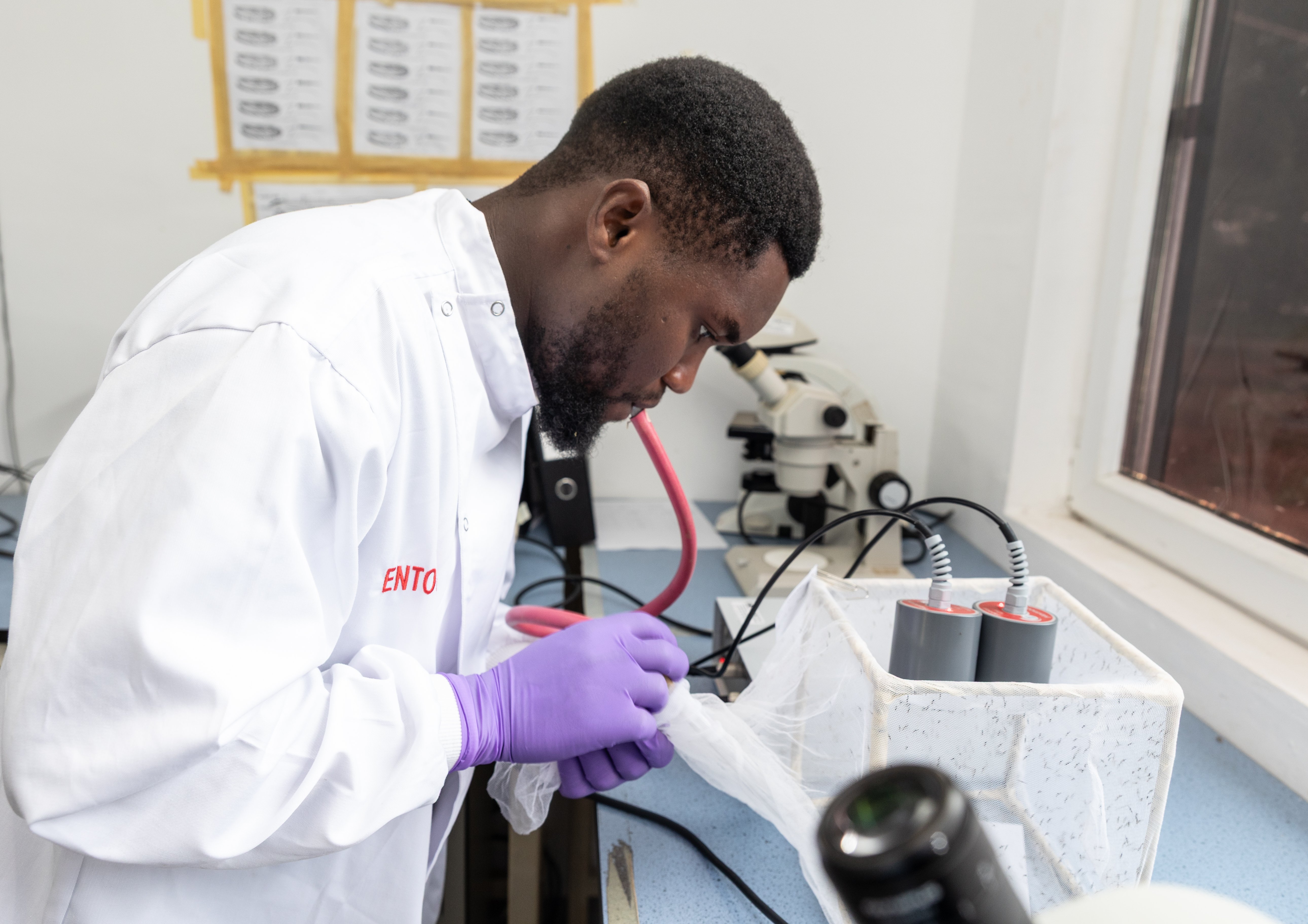 Ebrima Kandeh at the MRCG insectary