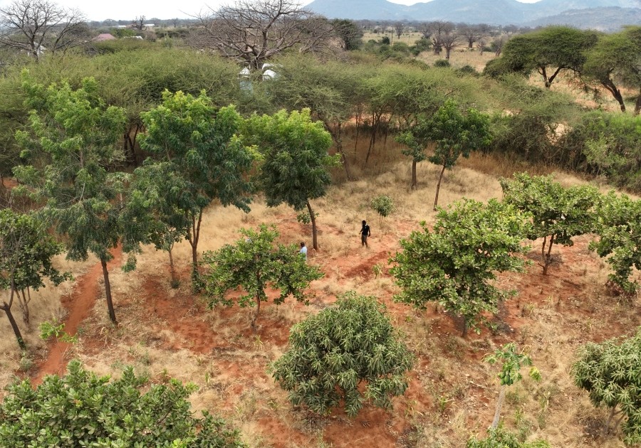 Photo of several trees in a dry field in Tanzania, with savannah in the background