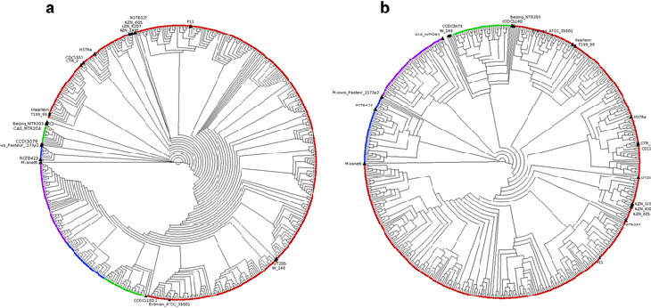Phylogenetic tree of pe/ppe genes, constructed with SNPs