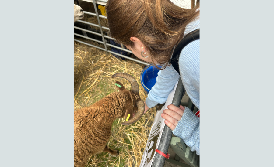 Student at Woolmen Sheep Drive &amp; Livery Fair
