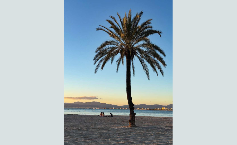 A beach with a pump tree.