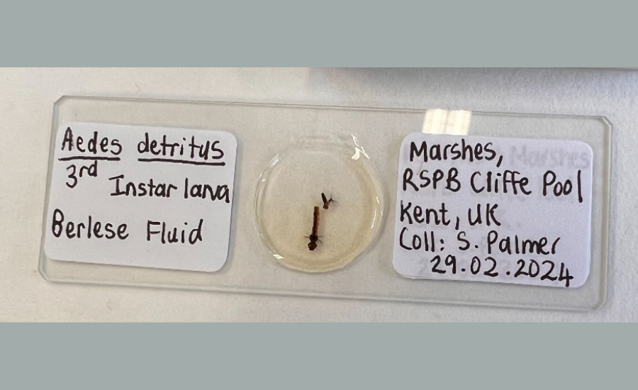 Collected larvae identified and mounted (with too much Berlese’s!).
