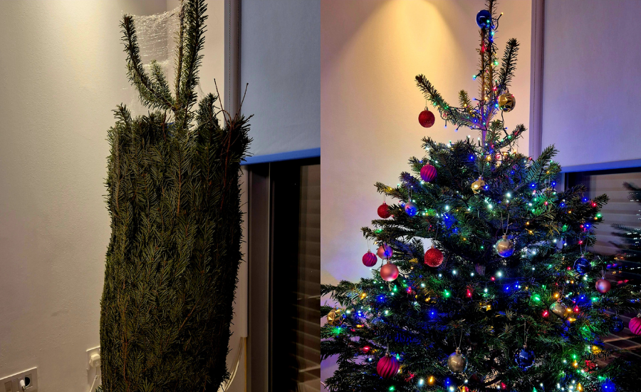 Christmas trees