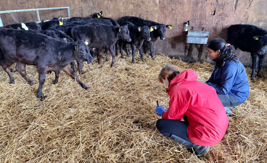 MSc students in a field trip collecting samples from cows.