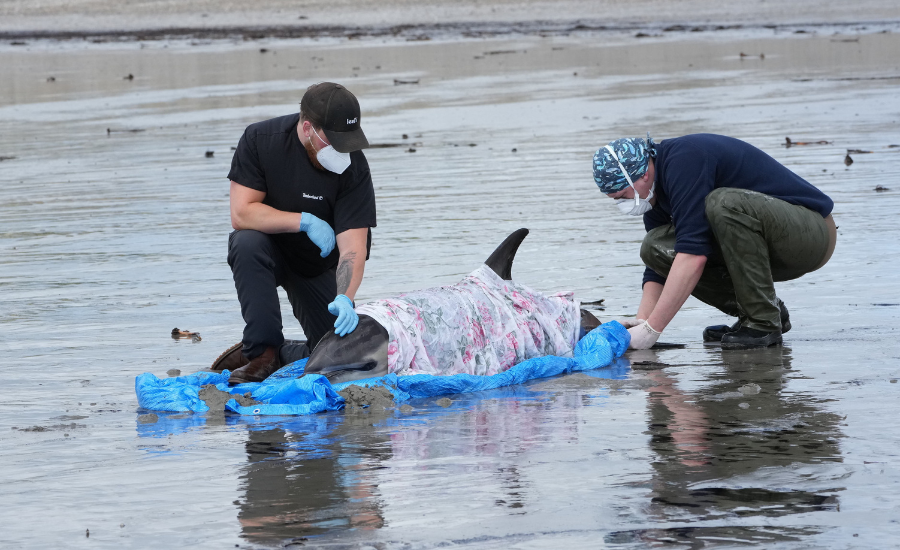 Two people resuring a dolphin from waste.