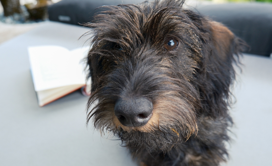 A Dachshund