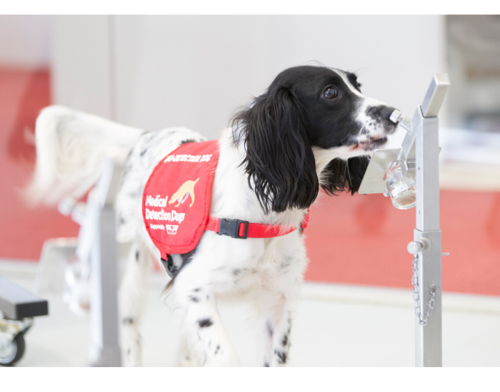 Medical Detection Dog, Lexi, sniffing skin odour loaded socks during testing at their Milton Keynes facility