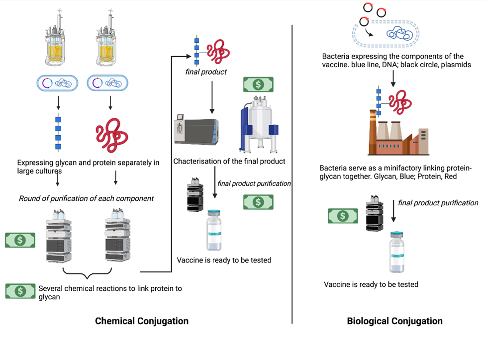 A schematic diagram showing the difference between chemical conjugation and biological conjugation. 