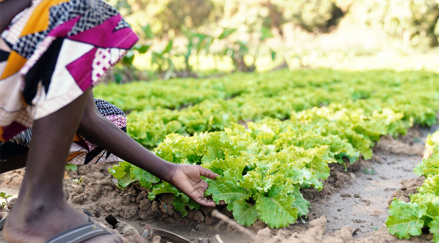 African child touching salad in agricultural field in an African village