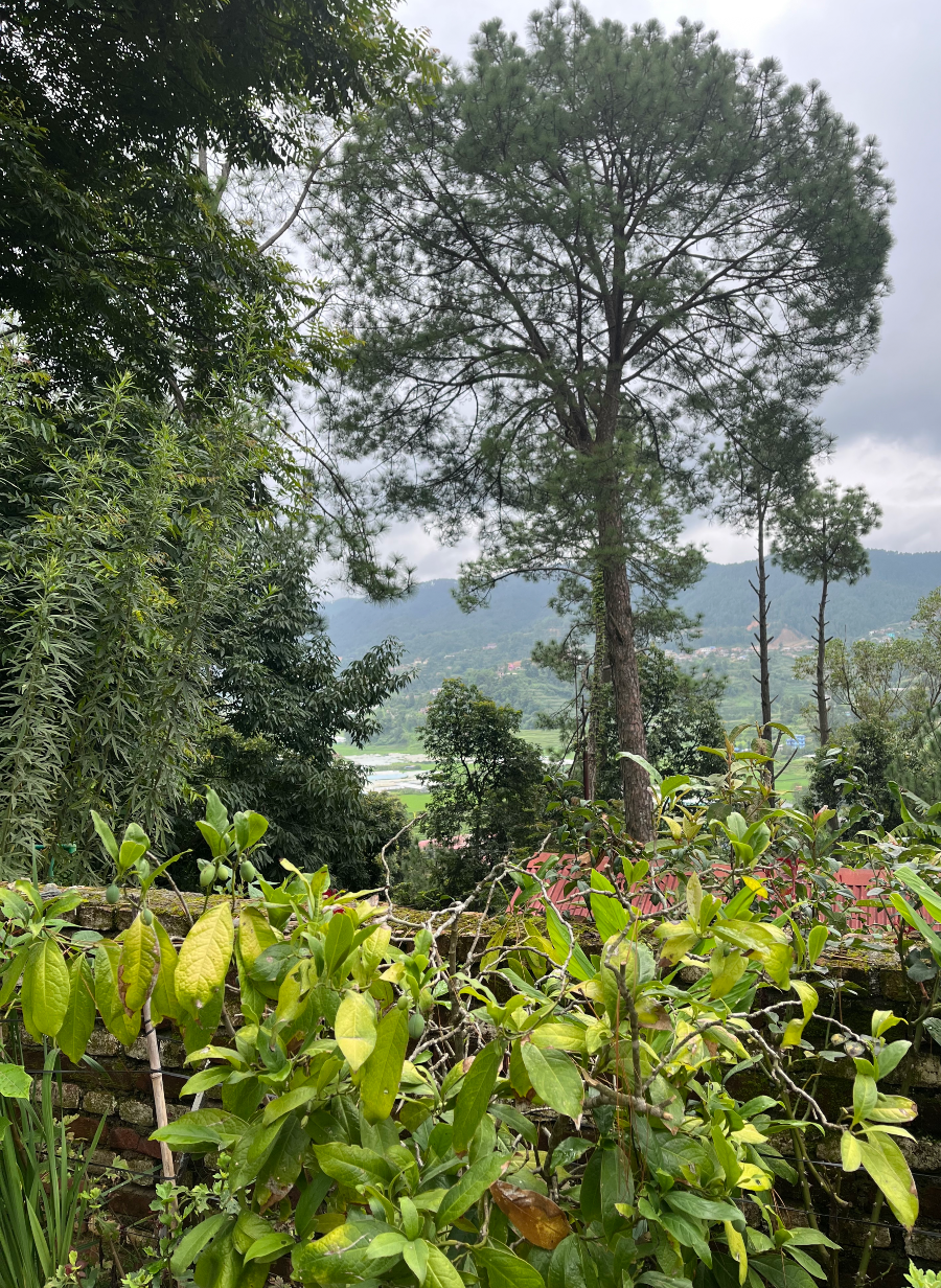 Gardens at Anandaban guesthouse with view to the valley.