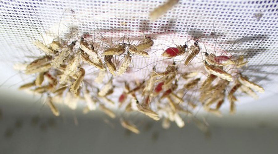 Anopheles. stephensi mosquitoes feeding via a membrane feeder