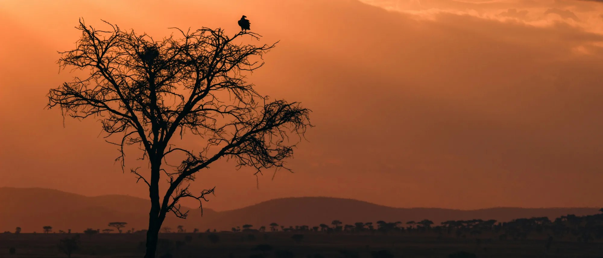 Silhouette of a tree against an orange sunset. Image credit: Jonathan Kabalala