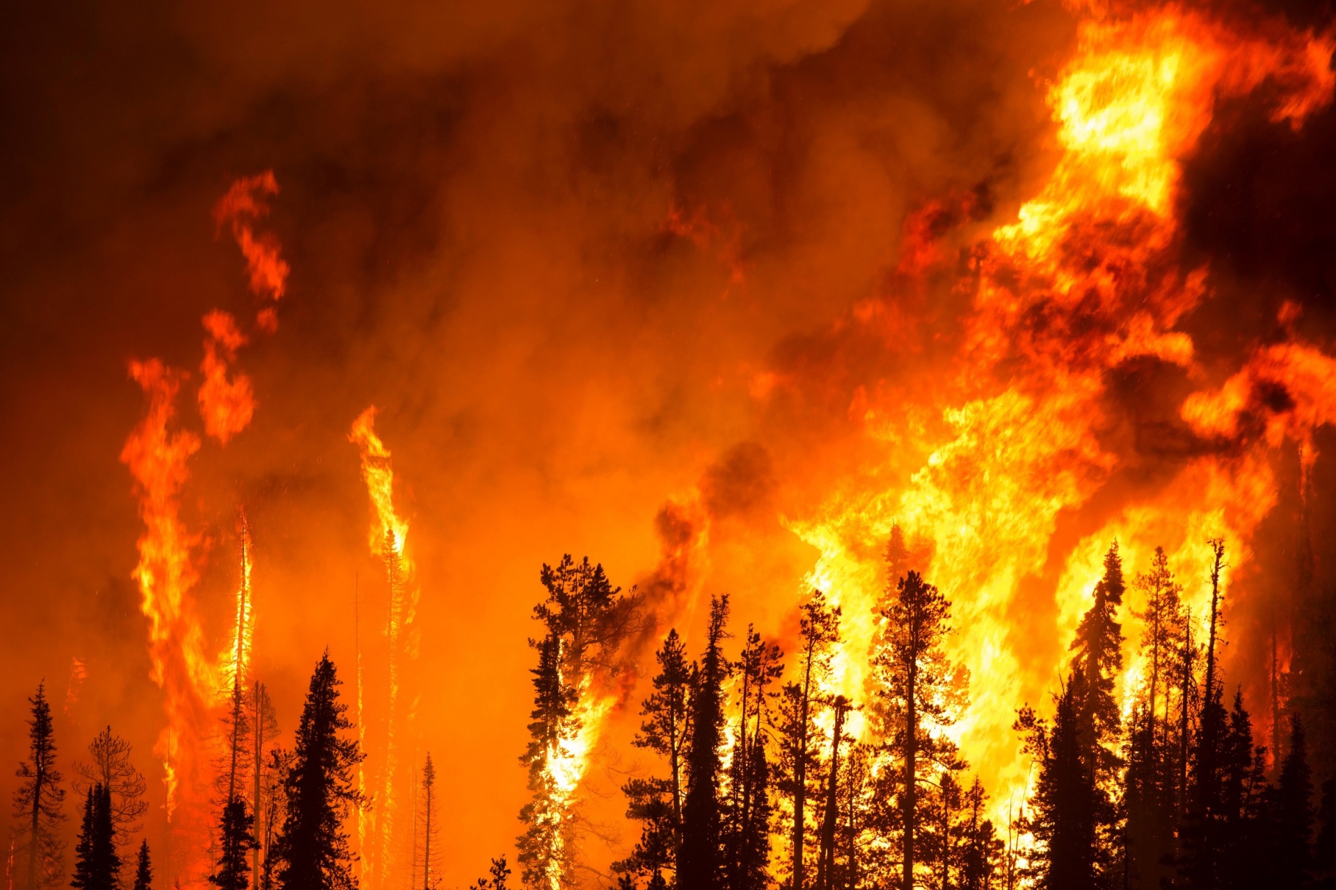 Forest Fire. Credit: from public domain
