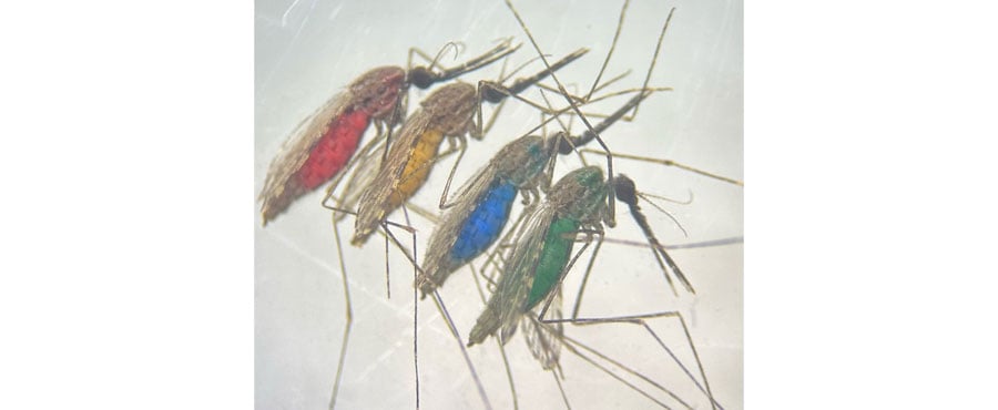 Malaria mosquitoes with abdomens visibly coloured after feeding on sugar solutions containing different food dyes. The swollen, dyed abdomens indicate recent sugar feeding, with each mosquito having ingested a different coloured solution. This method is used to track sugar-feeding in behavioural assays.