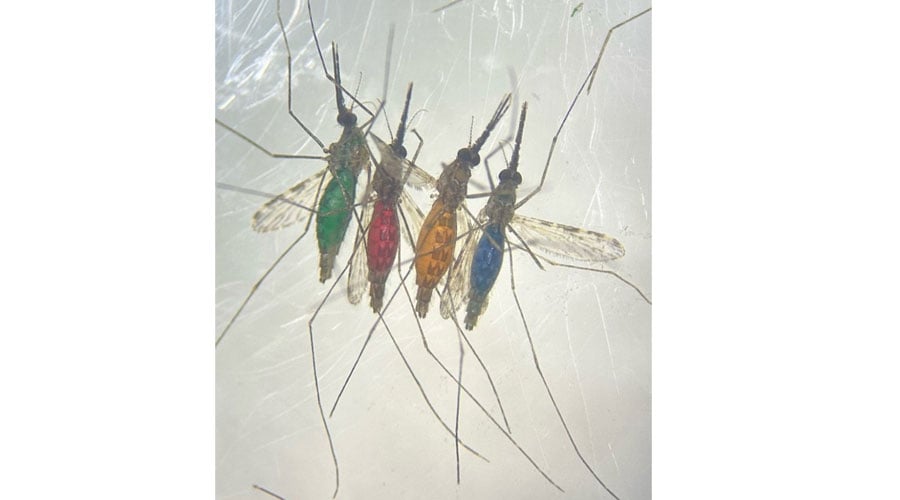 Malaria mosquitoes with abdomens visibly coloured after feeding on sugar solutions containing different food dyes.