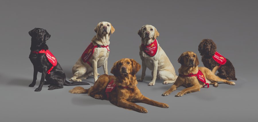 Six dogs selected as part of COVID-19 detection study