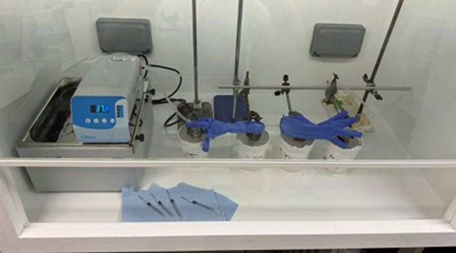 Membrane feeding set-up: ongoing infection of mosquitoes