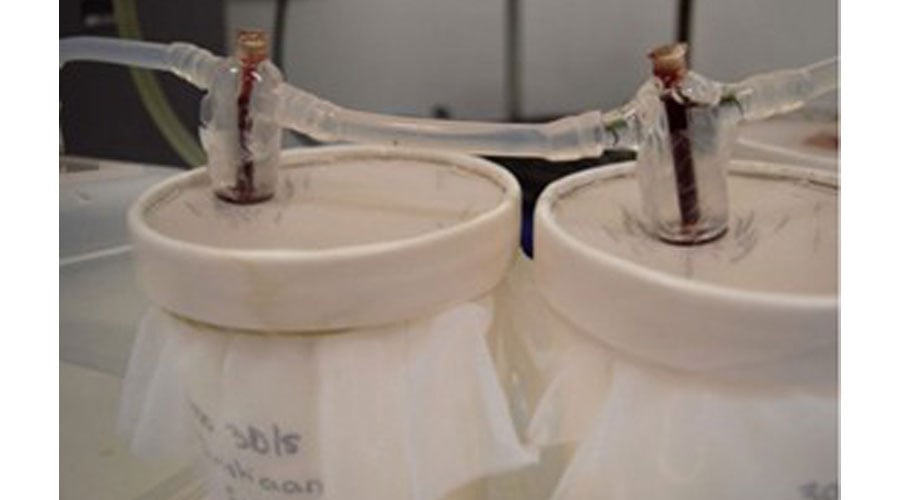 Using membrane feeders to feed mosquitoes with blood infected with malaria parasites