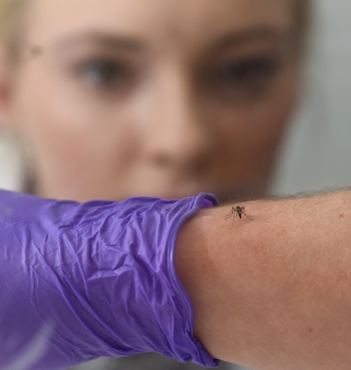 Mosquito on person's arm