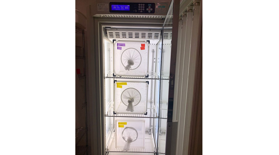 Mosquitoes are kept within humidified incubators. 
