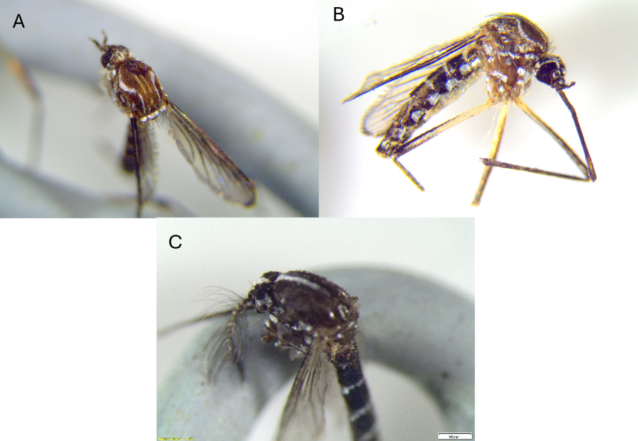 3 different close up photographs of mosquitos with identifying characteristics