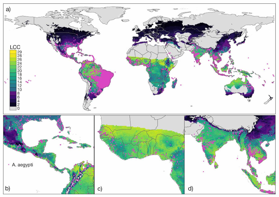 From lab to landscape – predicting global growth potential of the dengue mosquito under climate change - Acceleration of the LCC