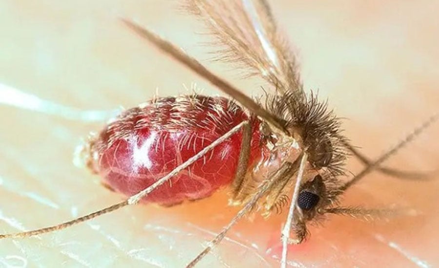 Sand fly, vector of cutaneous leishmaniasis
