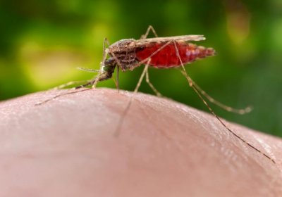 Caption: female Anopheles merus mosquito. Credit: CDC/James Gathanay