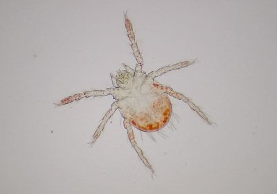 Image of vector (chigger) known to transmit scrub typhus. Credit: LSHTM and CMC Vellore, India.