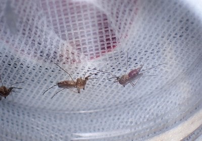 “Some of the mosquitoes are very beautiful.” - Dr Mojca Kristan, Assistant Professor at LSHTM