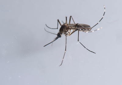 Aedes aegypti, a mosquito with black and white markings on its legs.