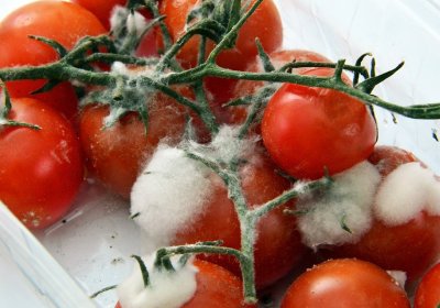 Caption: Rotting tomatoes Credit: Pixabay